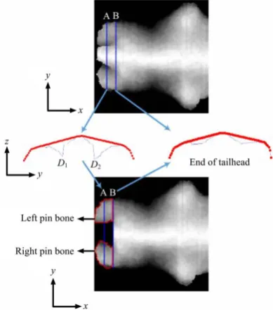 Figure 7  Detection of pin bones and removal of the tailhead by  convex hull analysis 