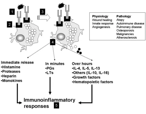 Figure 1(Fc The allergen interacts with IgE on the surface of human mast cells, and  mediates signaling via the high affinity IgE receptor R1)