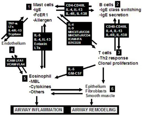 Figure 2This figure demonstrates the pivotal position of IgE and mast cells in the initiation of the asthma inflammatory cascade