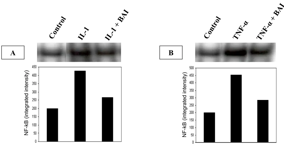 Figure 5Effects of BAI on NF-�B translocation in IL-1�- and TNF-�-activated HMC-1 cellsEffects of BAI on NF-�B translocation in IL-1�- and TNF-�-activated HMC-1 cells