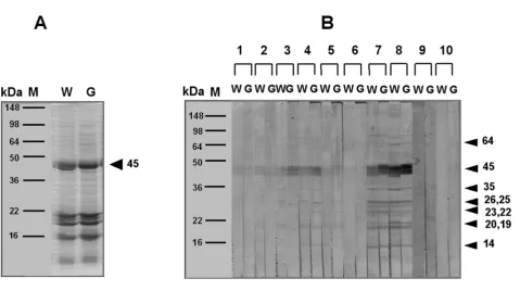 Figure 3SDS-PAGE of proteins (A) and IgE-binding components (B) present in wild-type and GM potato extracts, as measured in sensi-tized patients