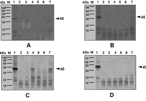 Figure 5B), and on IgE-binding components present in the extracts (C, D)Effect of simulated gastric fluid (SGF) treatment on extracts from wild-type and GM potatoes, as determined by SDS-PAGE (A, Effect of simulated gastric fluid (SGF) treatment on extract