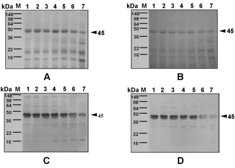 Figure 6Effect of simulated intestinal fluid (SIF) treatment on extracts from wild-type and GM potatoes, as determined by SDS-PAGE (A, B), and on IgE-binding components present in the extracts (C, D)