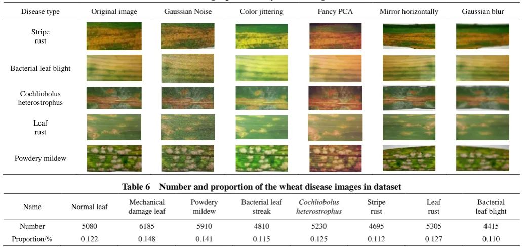 Table 5  Images processed by the data augmentation 