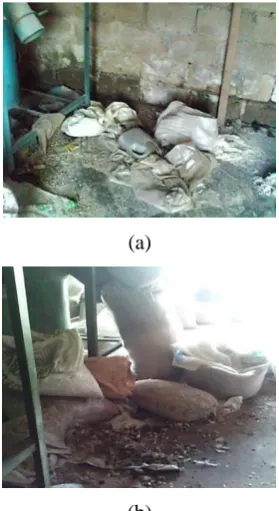 Figure 9 Cats reared in a feed mill to control rodents 