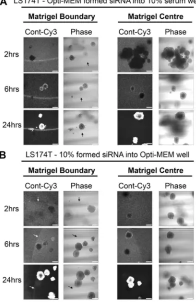 Figure 4. Matrigel and spheroid uptake of Opti-MEM-formed siRNA can be improved in the presence of 10% serum
