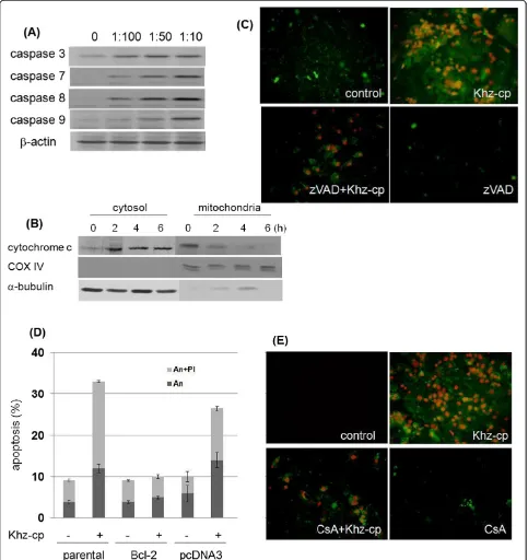 Figure 2 Khz-cp induces apoptosis through a mitochondrial pathway. (A) SNU-1 cells were treated with a 1:100 dilution of Khz-cp, andcaspase or PARP activation was analyzed by immunoblotting