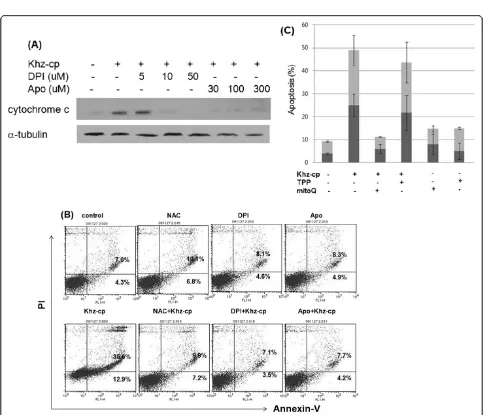 Figure 3 Khz-cp triggers cytoplasmic and mitochondrial ROS generation. (A) SNU-1 cells were loaded with H2DCF-DA and treated withKhz-cp (diluted 1:100), and the cytoplasmic ROS levels were assessed by flow cytometry