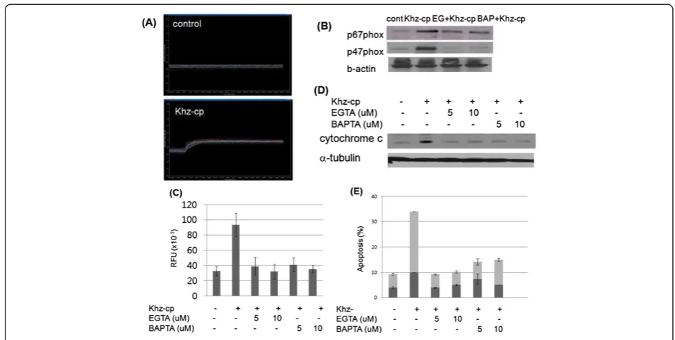 Figure 5 An increase in [Ca2+]i is necessary for Khz-cp-induced ROS generation and apoptosis