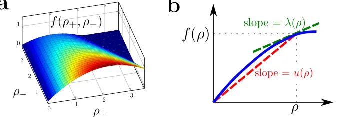 Figure 2. Characteristic speeds in the BM model.(a)Perspective view of the BFD f(ρ+, ρ−) as a function of ρ+ andρ−