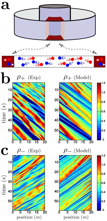 Figure 4. Model results and comparisons with experimen-tal data. (a) Setting for the model: the density at the entry ofthe corridor (x = 0) is taken from the experiment and the model isused to predict the occupancy inside the corridor