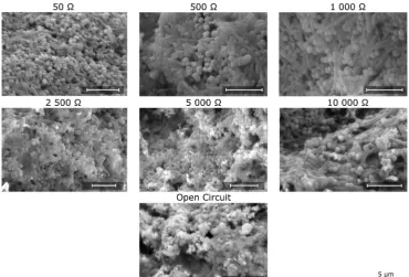 Fig. 5. ESEM images showing changes in bioﬁlm three-dimensional architecture, composition and occurrence of inorganic precipitates (bright spots), when maturedunder diﬀerent external loads.
