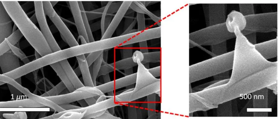 Figure 5  SEM image of 1P4G sample, peeled nanofiber reveals core–shell morphology.  