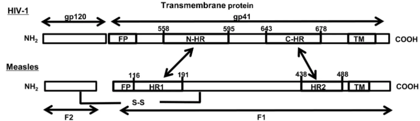 Fig 1. Fusion protein of the measles virus and HIV-1 and amino acid sequences of measles virus heptad repeat (HR) regions