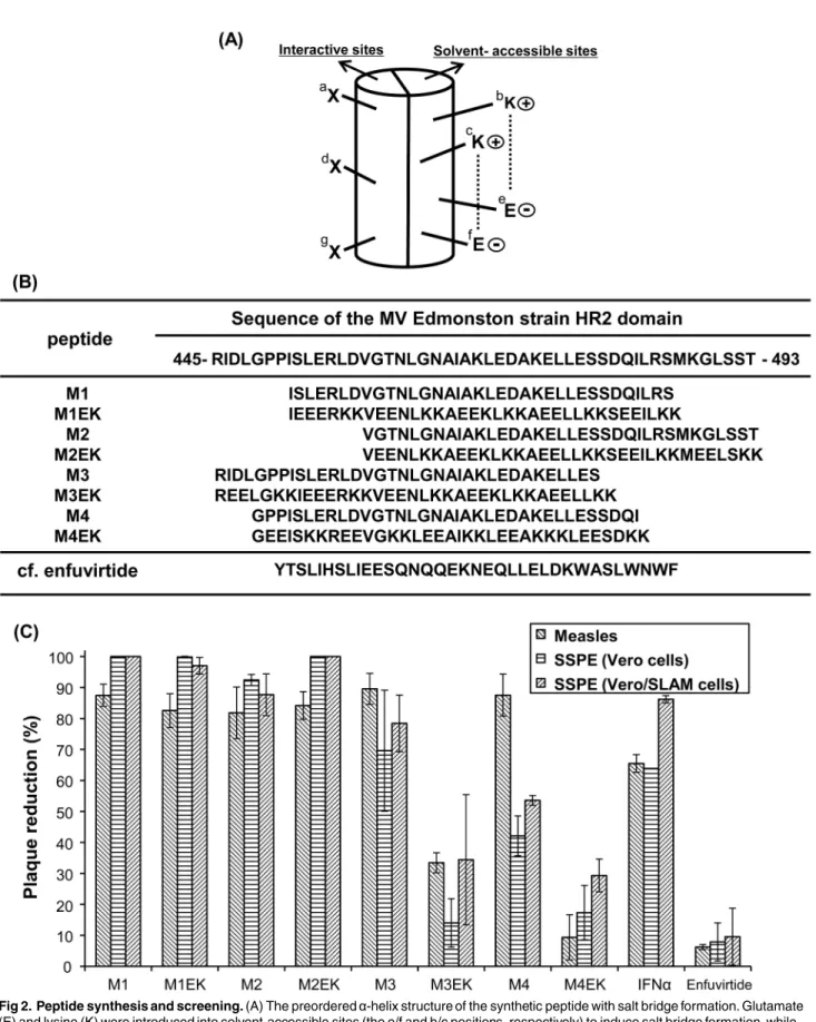 Fig 2. Peptide synthesis and screening. (A) The preordered α-helix structure of the synthetic peptide with salt bridge formation