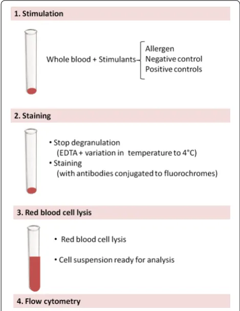Fig. 1 Diagram of the laboratory procedure for the basophil activation test. Following stimulation of blood cells with allergen or controls, blood cells are stained with antibodies coupled to a fluoro-chrome, which allow the identification of cells and the measurement of the expression of activation markers using a flow cytometer