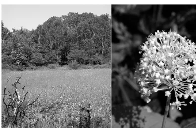 FIGURE 1. Restoration of native prairie vegetation at the Burnley Carmel Natural Area managed by the Nature Conservancy