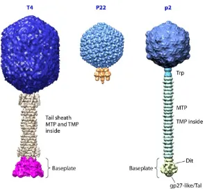 Figure 6. The three families of the Order Caudovirales from left to right representatives of Myoviridae (T4), Podoviridae (P22) and Siphoviridae (p2)