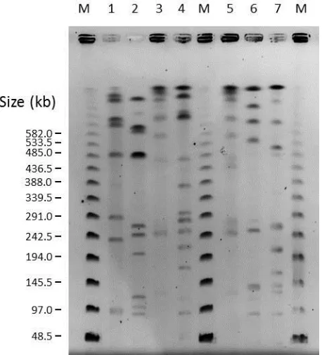 Figure 27. PFGE profiles of P. mirabilis isolates digested with NotI. Lane M, molecular size markers; lane 1, HI4320; lane 2, NSM 6; lane 3, NSM 25; lane 4, NSM 39; lane 5, NSM 42; lane 6, NSM 59; lane 7, NSM 60