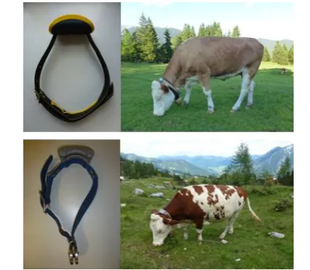 Figure 1 GNSS cattle tracking systems with different collars of the companies GNSS_L (above left), GNSS_M (above right), GNSS_H (down left) and GNSS_T (down right) 