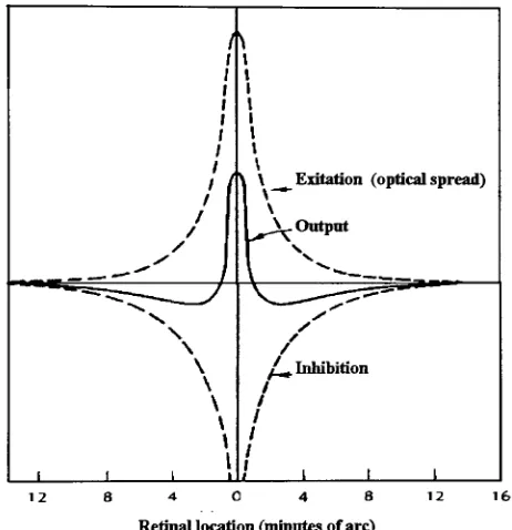 Figure 3-2 The Effects of a Point ofLight on the Visual System
