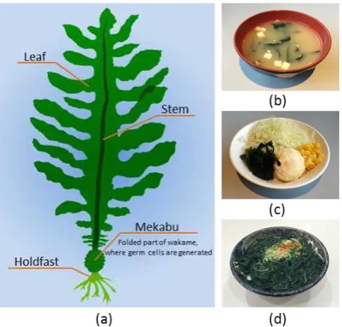 Figure 1 General structure of wakame (a); and Japanese 