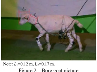 Figure 2  Bore goat picture 
