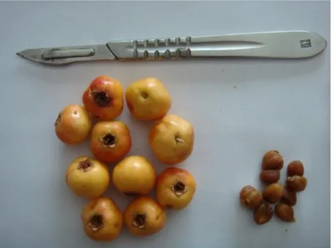 Figure 1 Hawthorn, fruit and kernel 