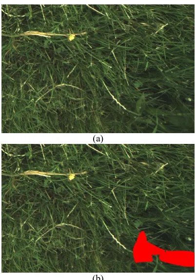 Figure 2.  An example of a labelled weed image where the red region is the mask for the weeds
