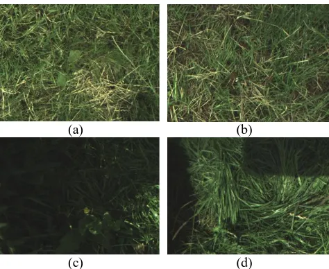 Figure 7.  Visual examples of classification results. (a) successful identification of weed, (b) successful identification of grass, (c) weed identified as grass, and (d) grass identified as weed