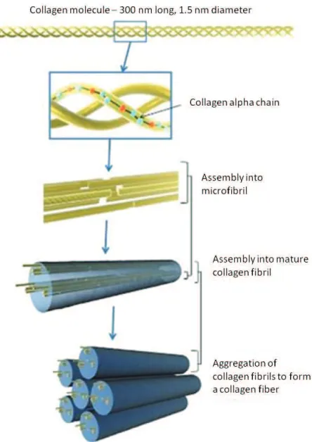 Figure 1.2: Representation of collagen assembly.