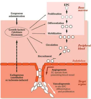 Figure 1.4: Neovascularization encompasses both angiogenesis and vasculogenesis.Angiogenesis represents the classic paradigm for new vessel growth, as mature,diﬀerentiated endothelial cells form sprouts from parental vessels