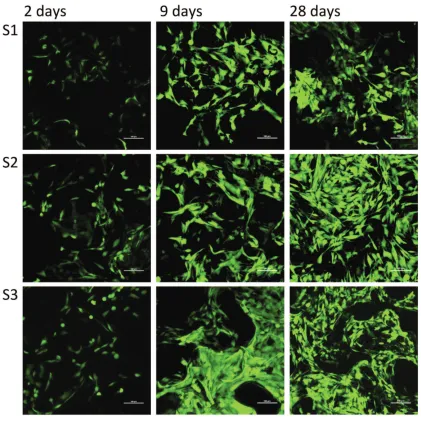 Figure 4.3: Confocal Laser Scanning Microscopy images of MG63 cells stained withCalceinAM