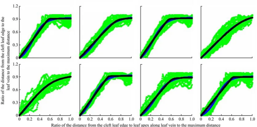 Figure 3  Angles between adjacent leaf veins and leaf valley lines 