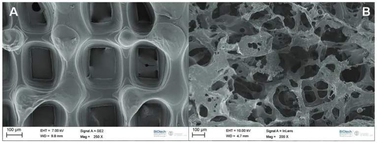 Figure 3.1: Scanning electron microscopy images of PdlLA scaﬀolds: (A) micro-fabricated scaﬀold, (B) salt-leached sponge.