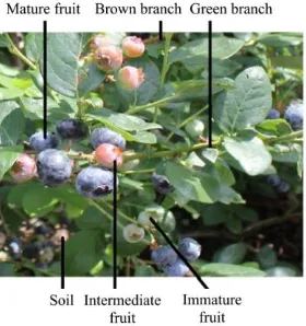 Figure 2  RGB bands of example hyperspectral image with three blueberry fruit growth stages 