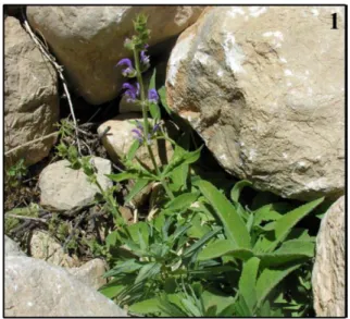 Fig. 1. Salvia chrysophylla plant in bloom.