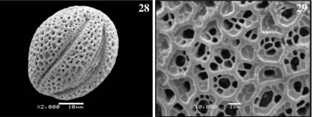 Fig. 28 –29. SEM micrographs of the pollen of Salvia chrysophylla: (28) General appearance, (29) Exine ornamentation in detail.
