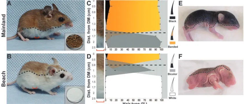 Fig. 1. (A and B) Mainlandandbeachmice differ in coat