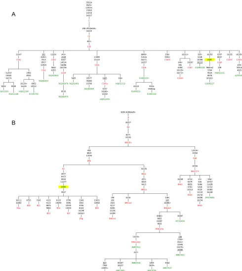 Fig. 2.MP hand-curated phylogenetic trees of (A) C1b and (B) B4 mtDNA haplotypes. Only a subset of the sequences analyzed in this study are shown, alongwith the placement of USR1 and USR2