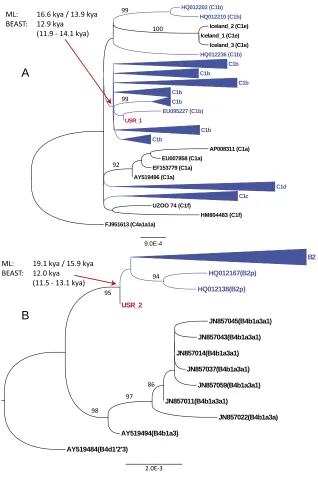 Fig. 3.ML phylogenies of (ML clade coalescence times using two alternativemolecular clocks (27, 28) (see text) or using BEAST 2.2(29) [mean (95% HPD interval)] are noted for cladesC1b and B2