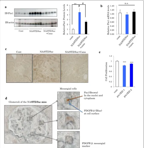 Fig. 3 Renal Pin1 expression was markedly increased in the NA/STZ/Suc mice and was normalized by canagliflozin treatment