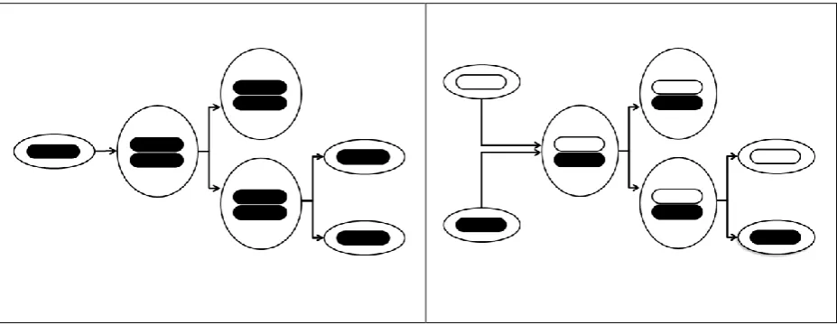 Figure 4: The endomitosis (left) and syngamy (right) processes explored here (after [Maynard Smith & Szathmary, 1995])