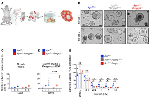 Figure 4. Deletion of Rasgrp1tion rate was evaluated on days 1, 3, and 5 after plating