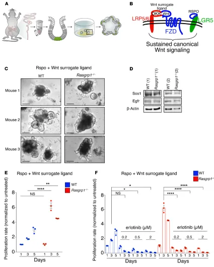 Figure 2. RasGRP1 is a critical suppressor of EGF-induced growth in the colon. (of 12 wells of organoids per genotype from 3 independent experiments (Sos1 expression by Western blot analysis in growing organoids from WT and control