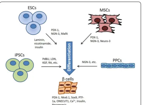 Fig. 1 Factors that promote stem cells to induce pancreatic regeneration. Inducible factors that promote ESCs, iPSCs, MSCs, and pancreatic progenitor cells differentiation into β cells, includes among others, PDX-1, NGN-3, Laminin, retinoic acid, among oth