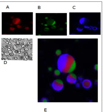 Fig 
  2.10: 
  Is 
  possible 
  to 
  label 
  the 
  third 
  phase 
  constituted 
  by 
  the 
  ficoll 
  400 
  kDa 
  in 
  w/o 
  A3PS