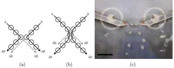 Figure 6: Showing the colliding and non-colliding routes for (a) BBM and (b) SSM pathways.(c) A collision of steel balls, following BBM under gravity (cf