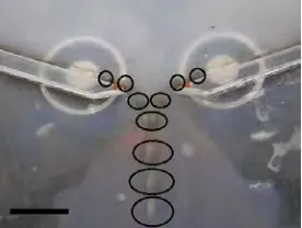 Figure 7: Overlaid still frames showing the coalescence of two colliding LMs. Frames shownat 0 ms, 117 ms, 159 ms, 184 ms, 209 ms, 234 ms and 250 ms