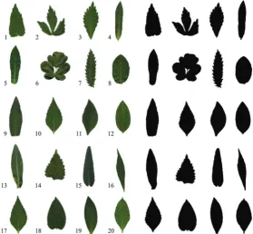 Figure 1  Example of scanned leaves (without petioles) representative from each cultivar for the morpho-colorimetric classification study or  Experiment A (left; n = 20) and corresponding binary images for automatic shape and edge recognition (right) to ob